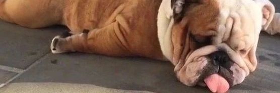 Englishbulldog's banner