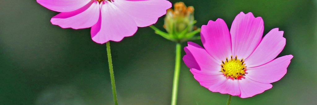 栗田昌裕's banner