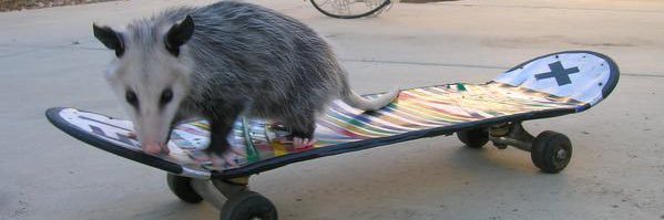 Possum 😼's banner