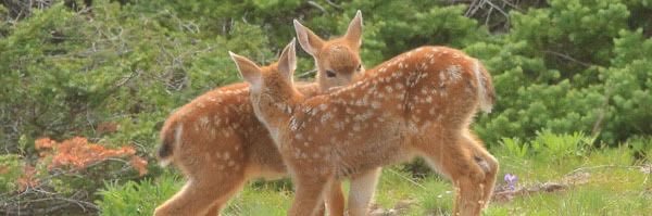𑣲. ari🦌's banner