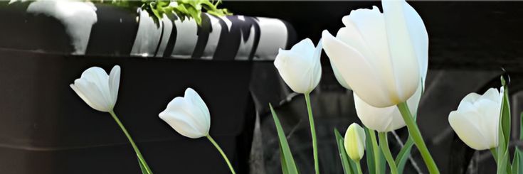 resaa.'s banner