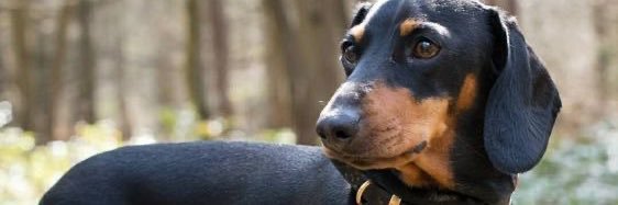 Dachshund Lovers's banner