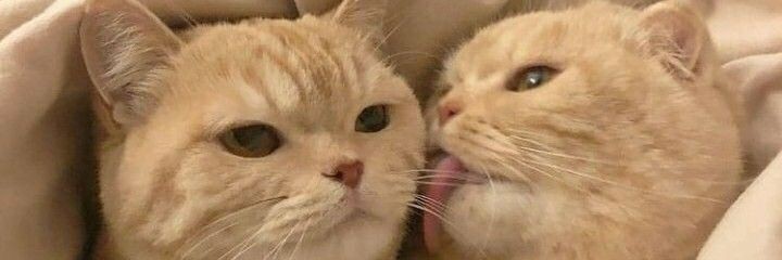 CoffeeCat's banner