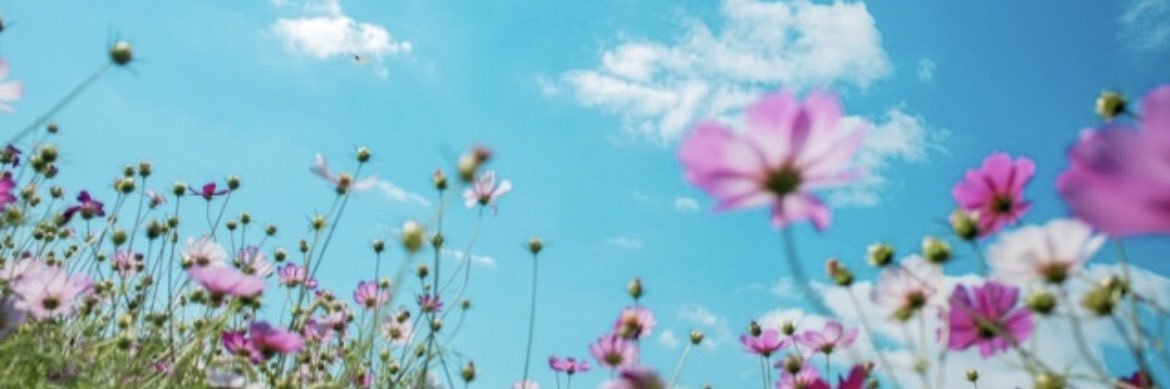 Mille🦋's banner