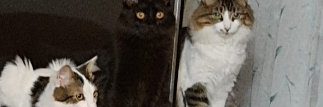Solange Palacios 🐾💕's banner
