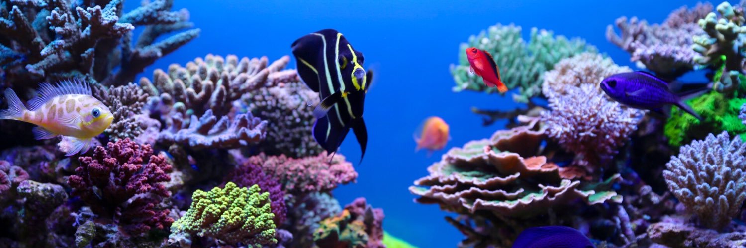 reef's banner