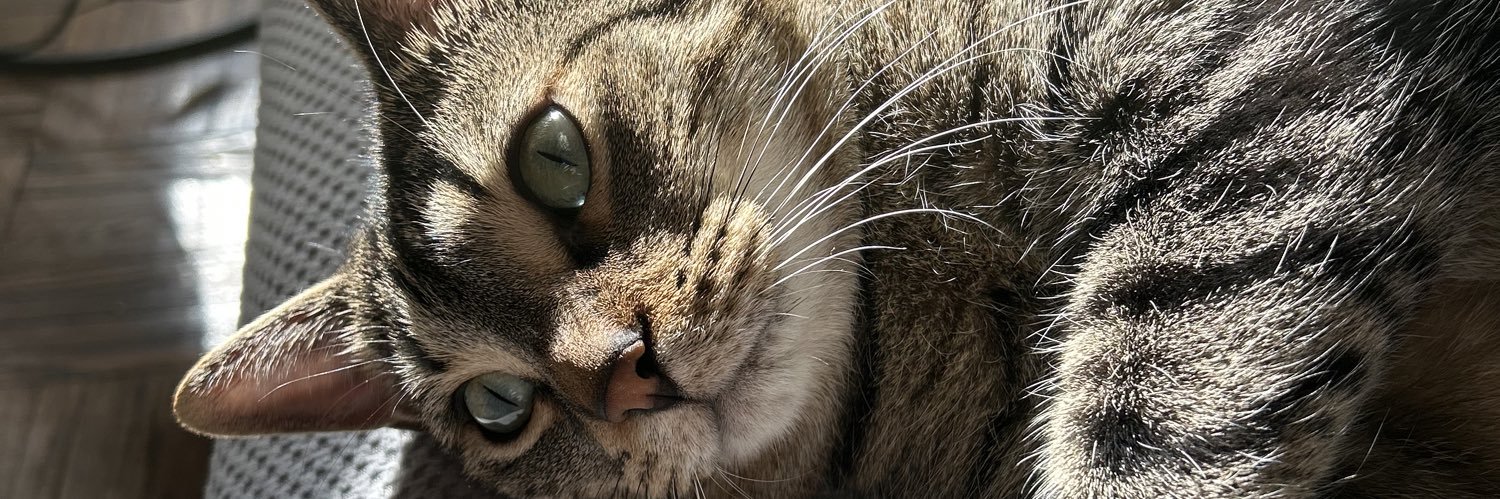 Trouble the Cat's banner