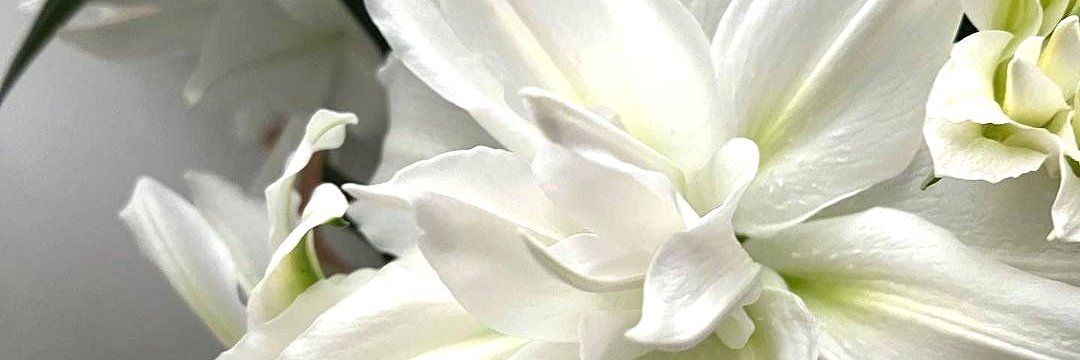 Chloe✤'s banner