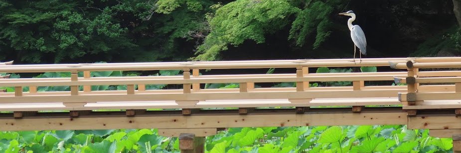 ちゃよん's banner