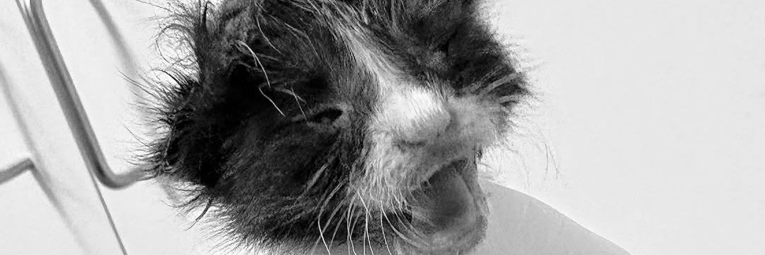 Cats Of Sanbernardino's banner