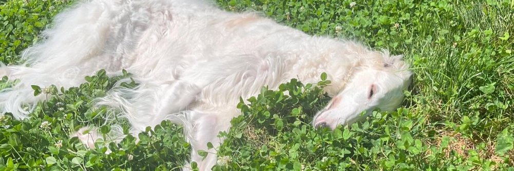 Cheapdog's banner