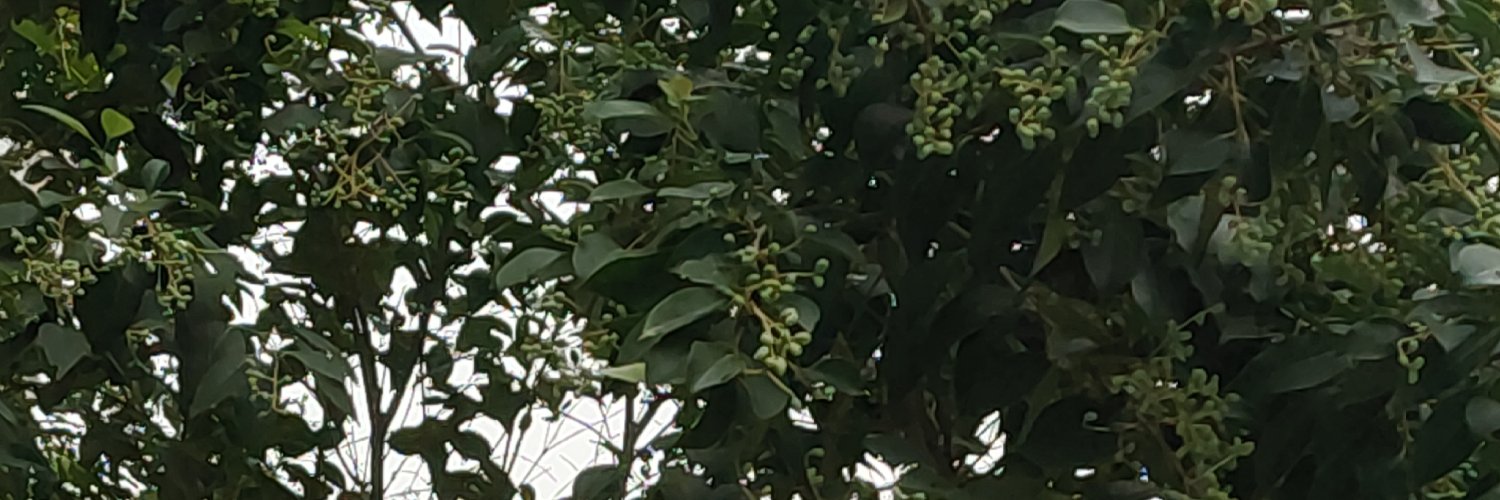 风起兮云飞扬's banner