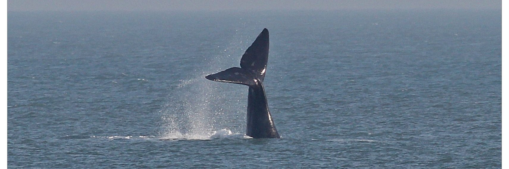 Ballenas de's banner