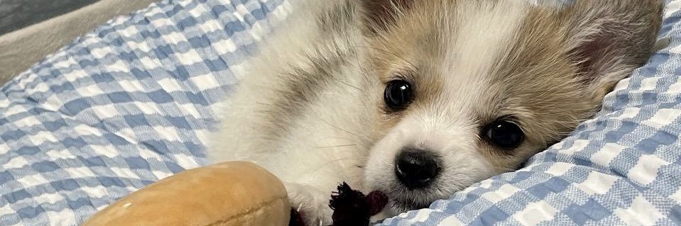 망고.zip🥭's banner