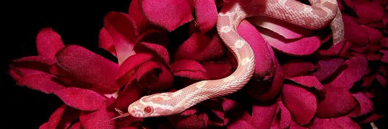 Lucky (#1 Toy Soldier🌹)'s banner