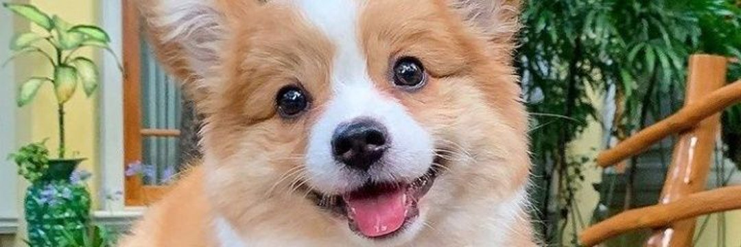 corgi society's banner