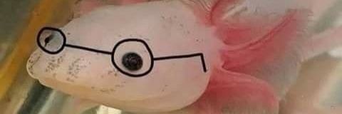axolotl draw (comms open)'s banner
