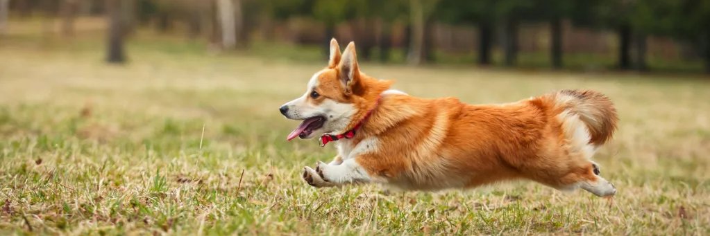 corgi lovers hub's banner
