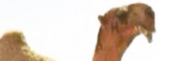 فالح حريب التمر السبيعي's banner