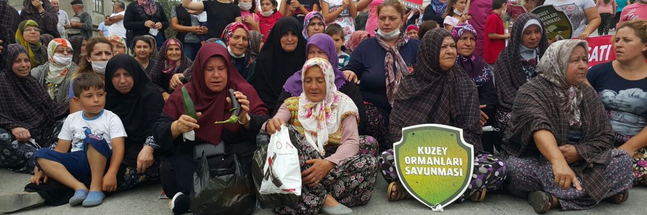 Kuzey Ormanları Savunması's banner