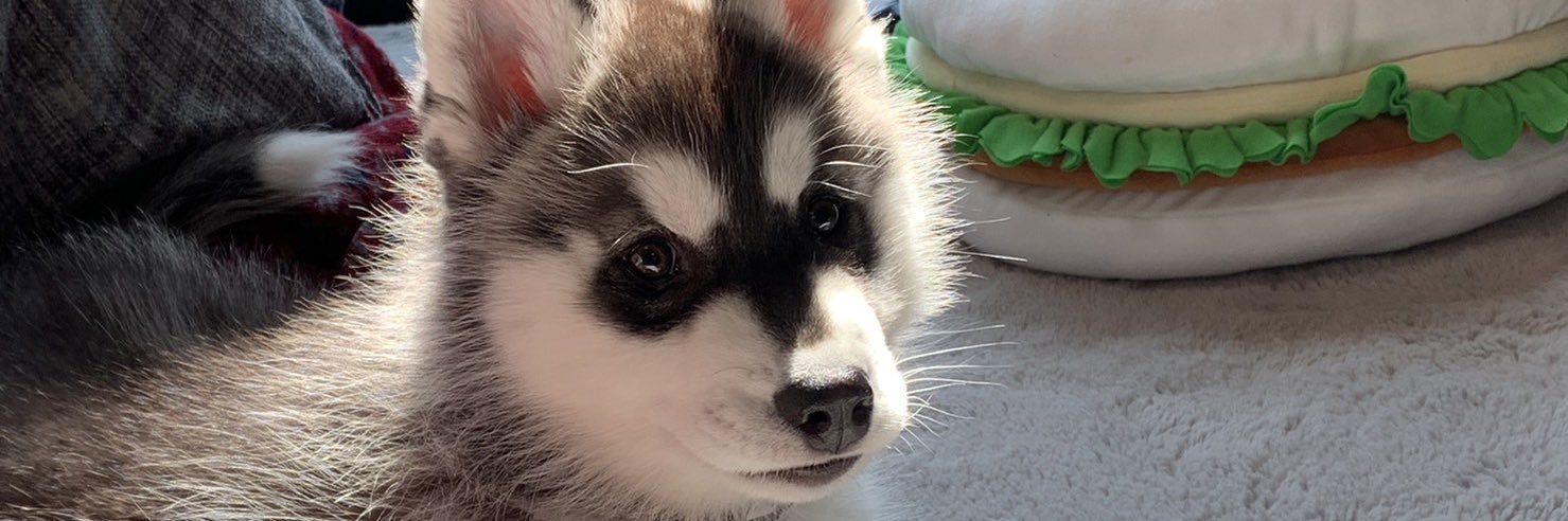 ウルリ♂ハスキー犬's banner