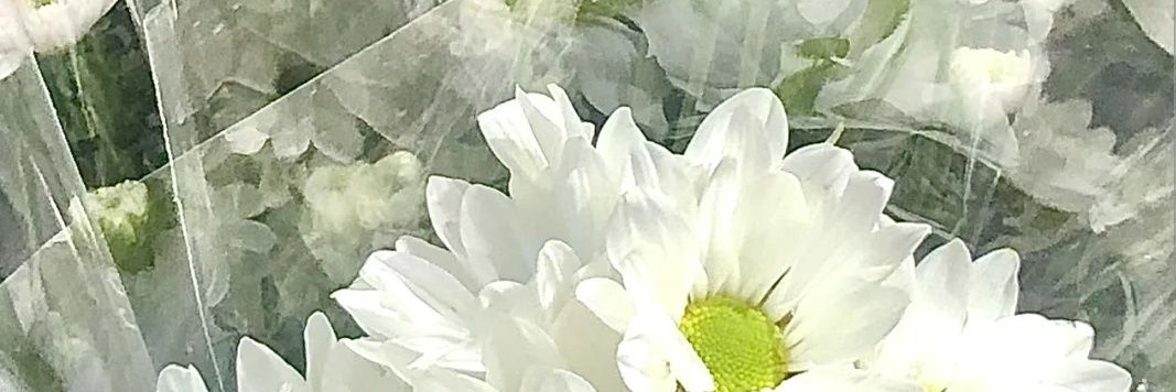 生椰小狗（禁止转推）'s banner