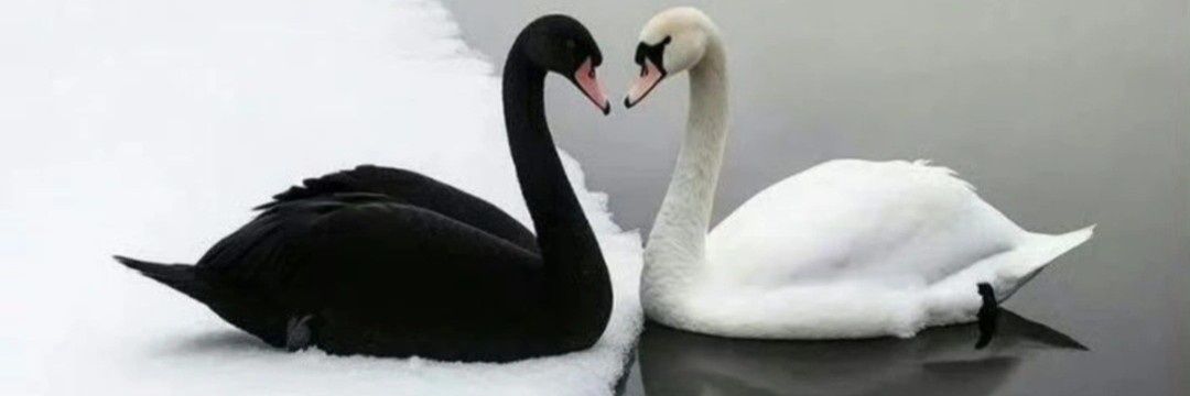 🖤 🆆🆄🆂🅻🅰🆃 🕊️'s banner