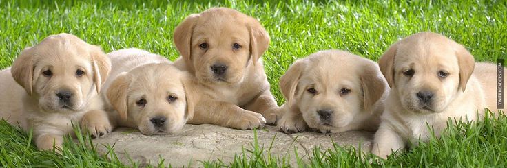 Puppy_protector🐕's banner