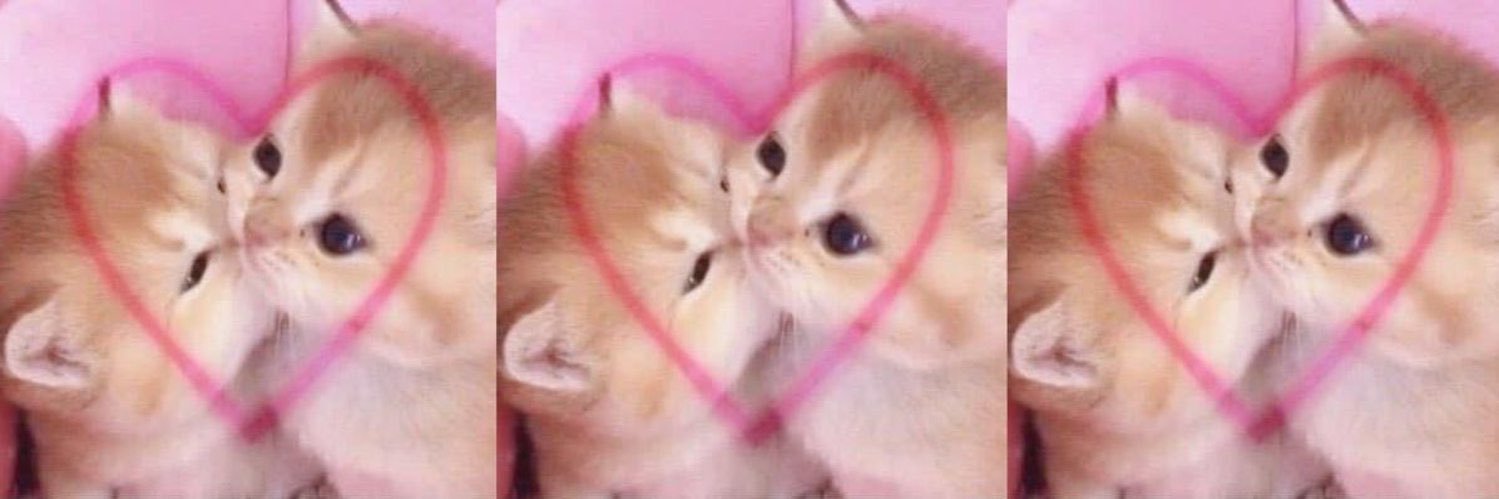 dani ⁺¹ ♡'s banner