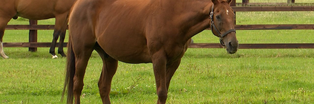 TheHorse.ie's banner