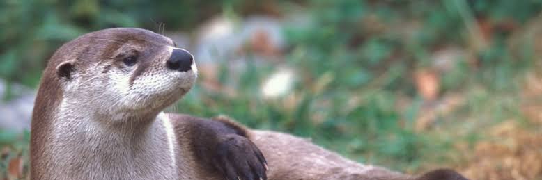 Otter lover club USA's banner