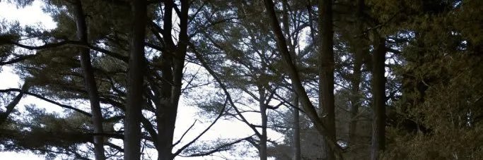 Violet 🍃 988twt | recovery era's banner