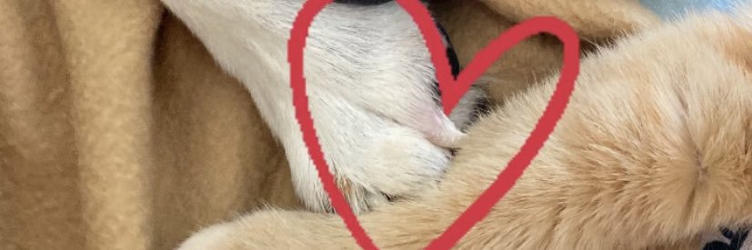 güliz gündüz🐾🌱's banner