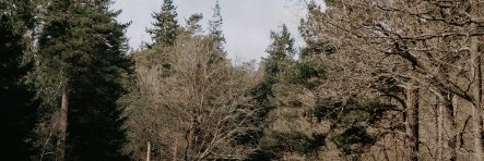 Wanderer's banner