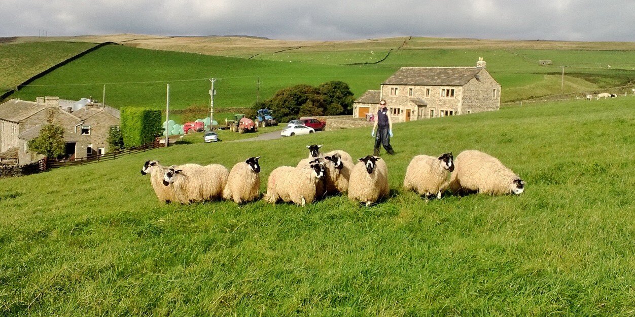 Dalesbrad Holsteins's banner