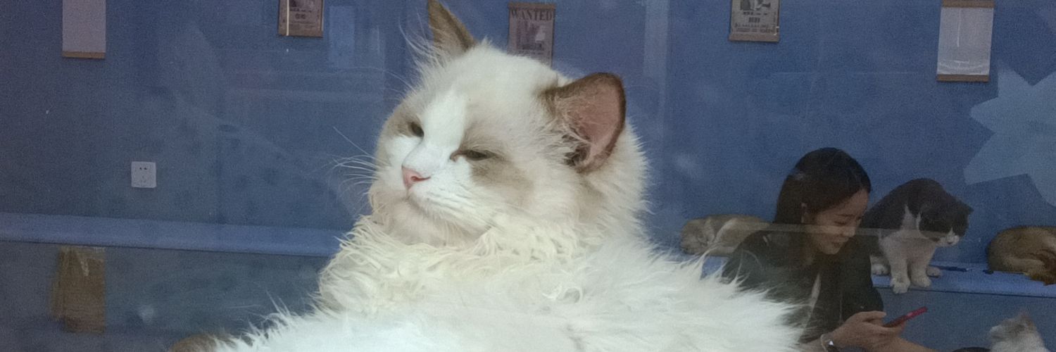 砂糖橘色小猫's banner