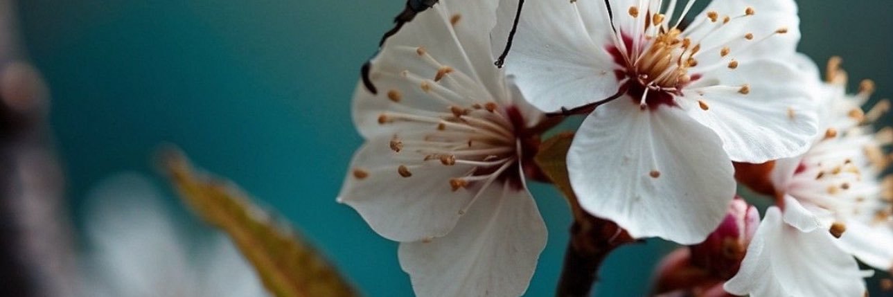 يارا 🕊️'s banner