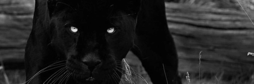 esra's banner