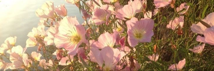 mik💐's banner
