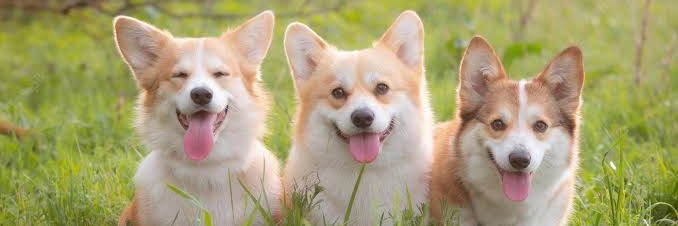 Corgi Lovers 🙏 🇺🇸's banner