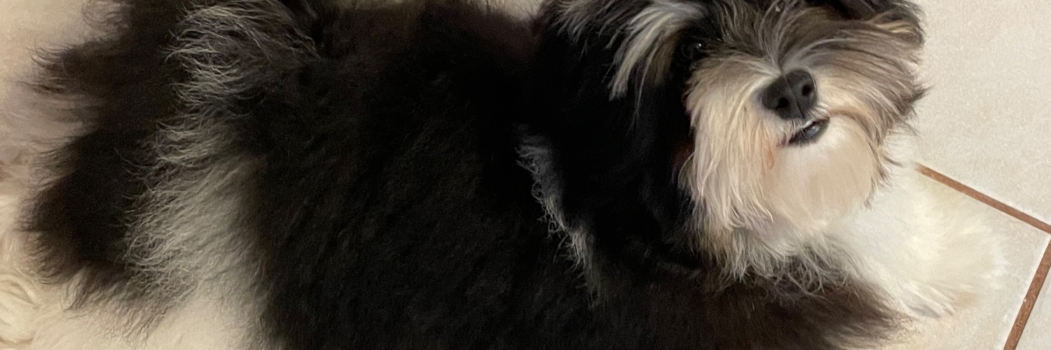 Patches the Havanese 💕's banner