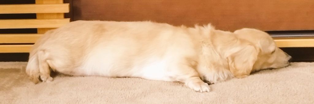 ふかふか's banner