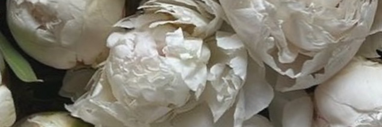 Caprisunbunny's banner