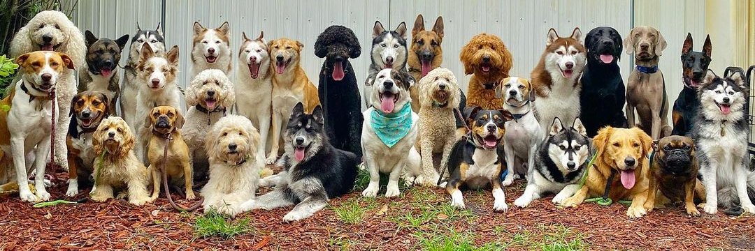 Pet Paradise's banner