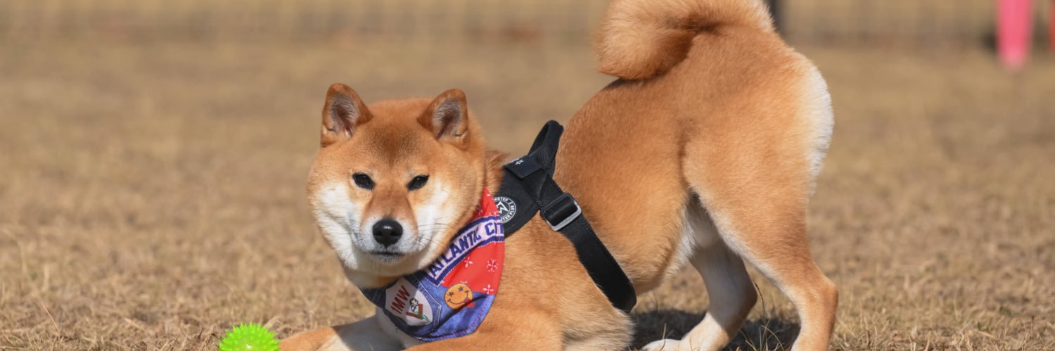 柴犬おだし's banner