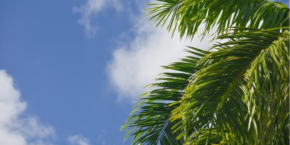 Vanessa Veasley's banner