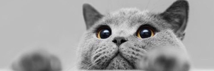 Cats and Dogs 🐾🐈's banner
