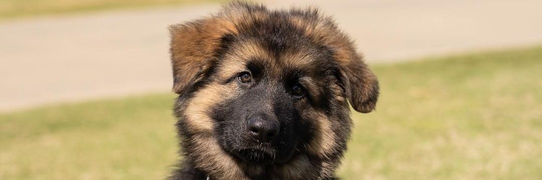 German Shepherd 2.0's banner