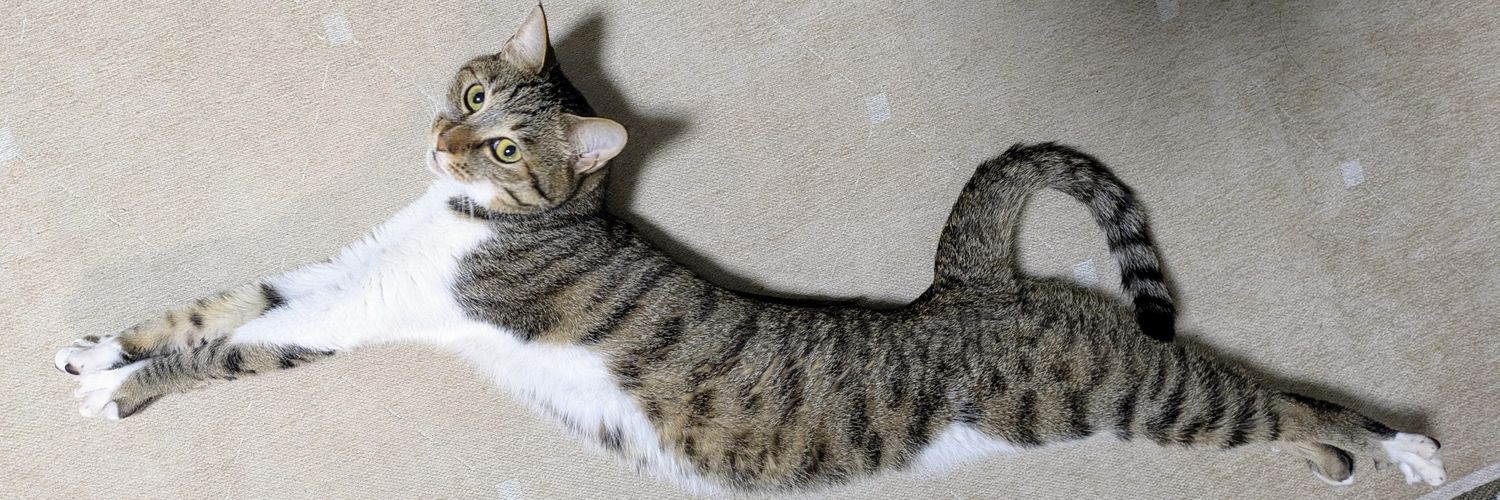 猫のテト's banner