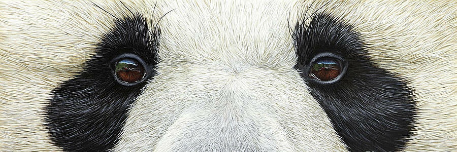 panda's banner